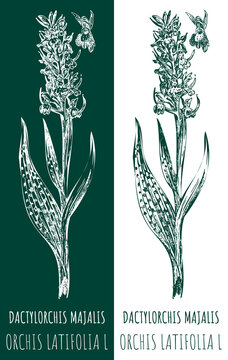 Drawings DACTYLORCHIS MAJALIS. Hand drawn illustration. Latin name ORCHIS LATIFOLIA L.