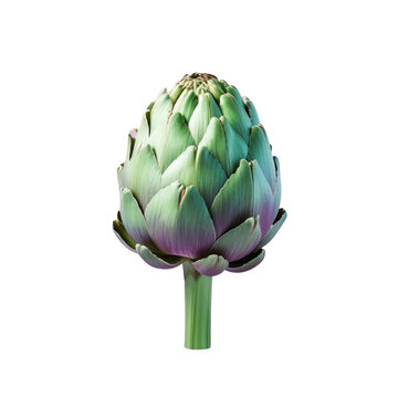 fresh artichoke