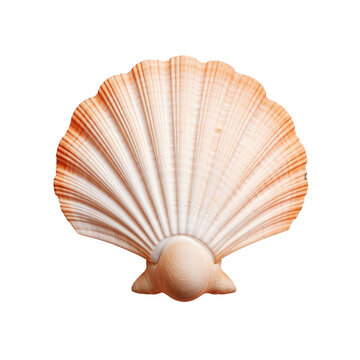 fresh shell scallop on wood board