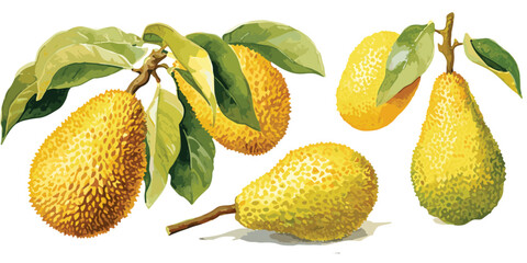 watercolor jackfruit clipart for graphic resources