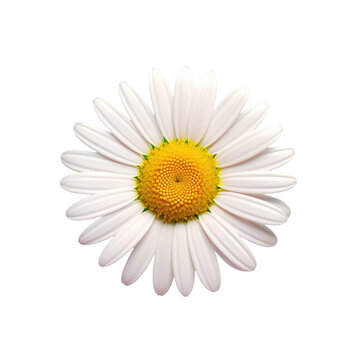 Chemists daisy, top view