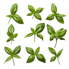 Sweet Genovese basil leaves background arrangement. Top view.