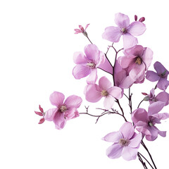 Fototapeta na wymiar purple blossoms 