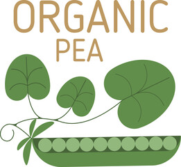 organic green pea stylized vector illustration