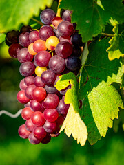 Reife Weintrauben am Rebstock Anfang Herbst