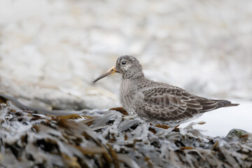 Purple Sandpiper (Calidris maritima). Small shorebird in the sandpiper family Scolopacidae. Foraging between stones in Iceland.