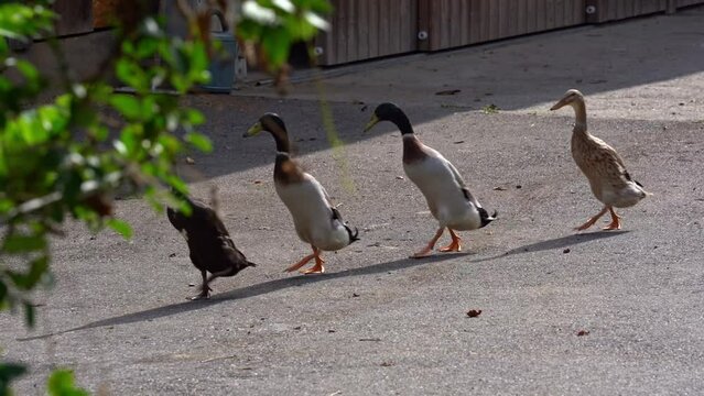 Four Indian Runner ducks walking in a row at farm at City of Z&uuml;rich on a sunny late summer morning. Movie shot September 15th, 2023, Zurich, Switzerland.
