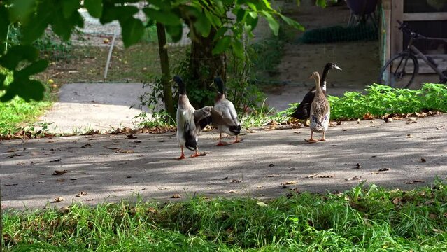 Four Indian Runner ducks walking in a row at farm at City of Z&uuml;rich on a sunny late summer morning. Movie shot September 15th, 2023, Zurich, Switzerland.