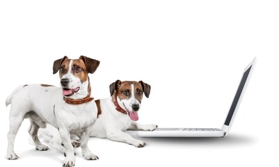 Dog ordering online using laptop