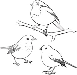 Hand drawn vector ink illustration of robin birds set. Coloring page of line art bird. Christmas