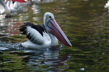 The Australian pelican (Pelecanus conspicillatus) hunts fish in blue ocean, widespread on the inland and coastal waters of Australia and New Guinea and Fiji. Great white and black bird with huge beak.