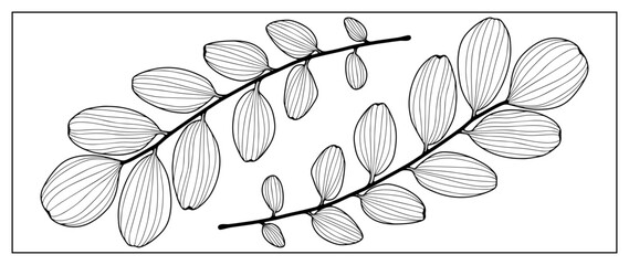 Black outline of two tender branches with leaves on a white background. Branches for coloring, creating various designs, patterns, covers, cards and presentations.