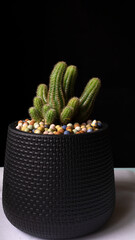 The Echinopsis in black pot