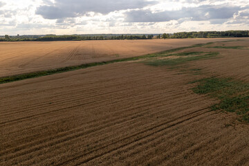 Fototapeta na wymiar Drone photography of wheat agriculture fields