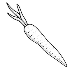 hand drawn vector illustration of a carrot