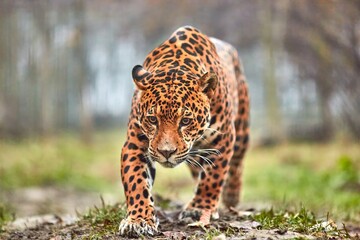 Jaguar in the jungle. Jaguar in natural habitat