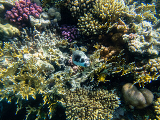 Beautiful inhabitants of the underwater world in the coral reef of the Red Sea