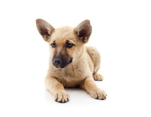 One brown little dog.