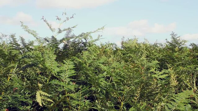 Wind blown bracken (Pteridium Aquilinum) on the North Yorkshire moors, England.