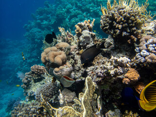 Fototapeta na wymiar Beautiful inhabitants of the underwater world in the coral reef of the Red Sea