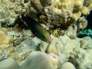 Beautiful inhabitants of the underwater world in the coral reef of the Red Sea