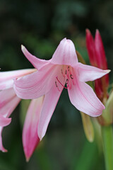 Pink powell hybrid swamp lily flower in close up