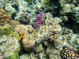 Beautiful inhabitants of the underwater world in the coral reef of the Red Sea