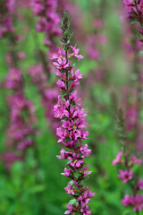 Purple loosestrife flower spikes