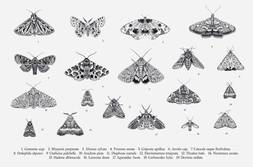Butterflies and moths. Set of elements for design. Vector vintage classic illustration. Black and white - 648151002
