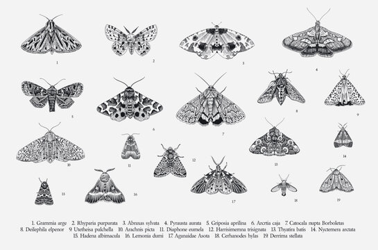 Butterflies and moths. Set of elements for design. Vector vintage classic illustration. Black and white