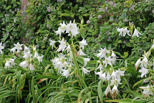 White powell hybrid swamp lily flowers