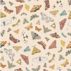 Butterflies and Moths. Seamless pattern. Vector vintage illustration. - 648151210