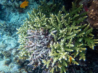 Fototapeta na wymiar Beautiful inhabitants of the underwater world in the coral reef of the Red Sea