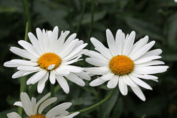 Obraz premium White Shasta daisy flowers in close up