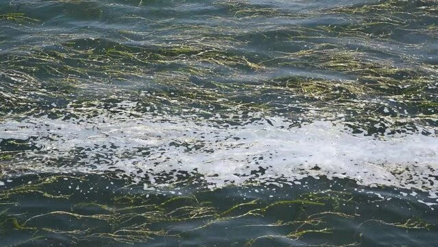 Waves sway in the wind