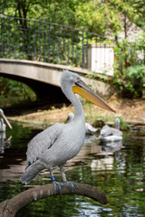 Freilebender Pelikan im See Tierpark Schönbrunn Wien