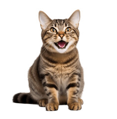 Funny cat on transparent background PNG