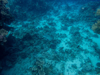 Beautiful inhabitants of the underwater world in the coral reef of the Red Sea