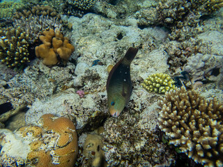 Naklejka na ściany i meble Beautiful inhabitants of the underwater world in the coral reef of the Red Sea