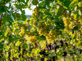 Reife Weintrauben am Weinstock im Spätsommer