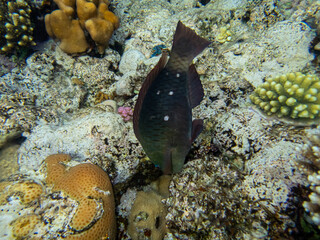 Beautiful inhabitants of the underwater world in the coral reef of the Red Sea