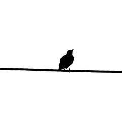 Sitting Bird on the Electrical Wire Silhouette Illustration Base on My Photography. Vector Illustration
