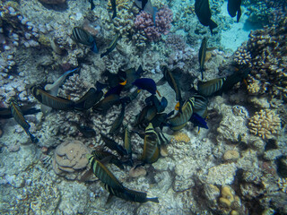 Beautiful inhabitants of the underwater world in the coral reef of the Red Sea