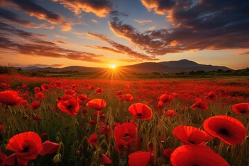 Field of wild red poppies at sunset.