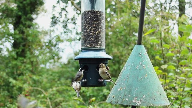 Female chaffinch and coal tits feeding on sunflower seeds at a bird feeder in Keilder Forest.