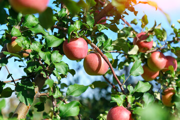Red delicious Apples Hanging from a Tree Branch in the Fruit Garden at Fall Harvest.