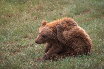Oso pardo