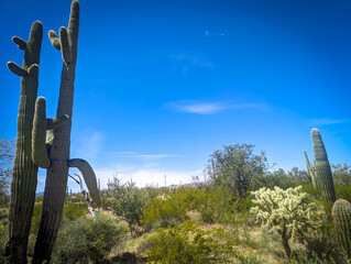 Organ Pipe Cactus National Monument