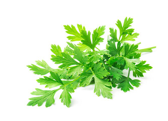 green parsley leaves isolated on white background
- 648158279