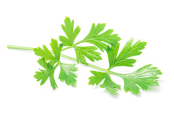 Fresh branch of green parsley natural food isolated over white background - 648158289
